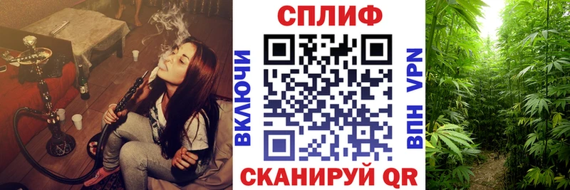 Конопля гибрид  Багратионовск 